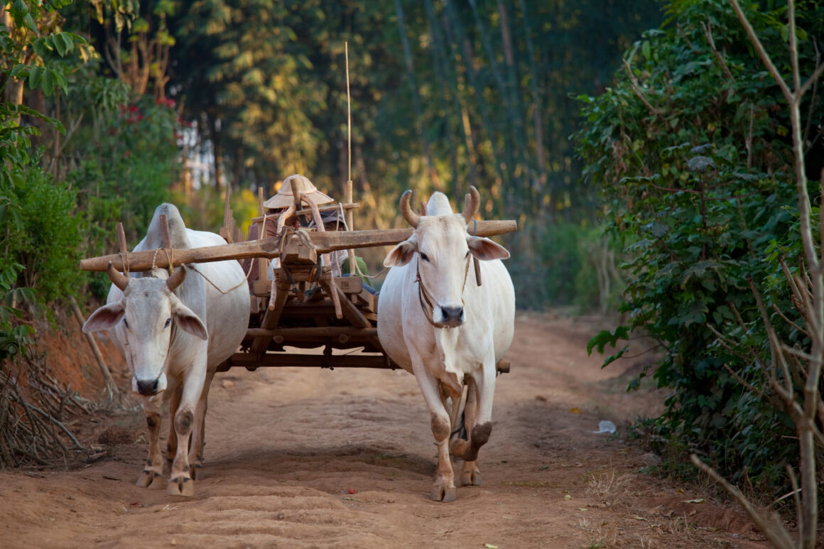 Eine Erfolgsgeschichte: 3500 Kühe in Vietnam