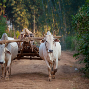 Eine Erfolgsgeschichte: 3500 Kühe in Vietnam