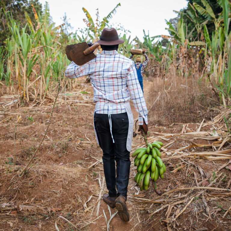 Back view of two African farmers in the fields holding the harvest and with hoes on their shoulders.