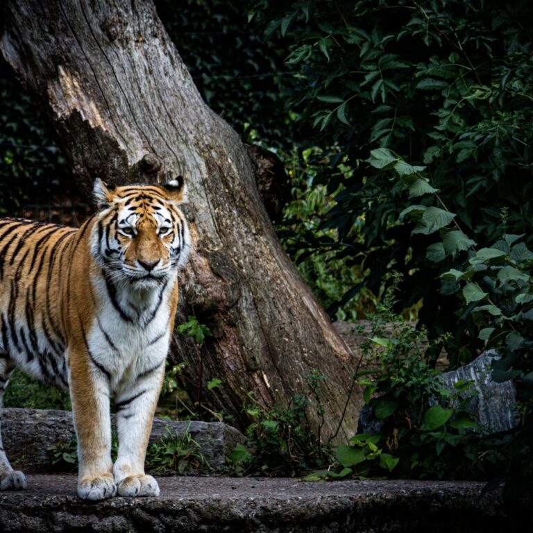 A majestic tiger standing in front of a large tree trunk with dense foliage in the background