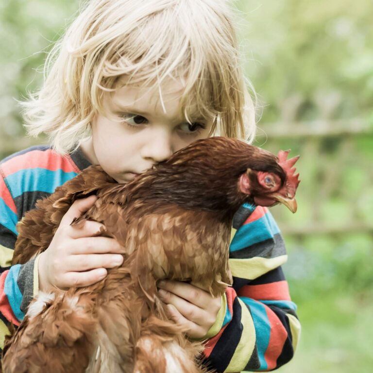 Portrait of little boy with chicken